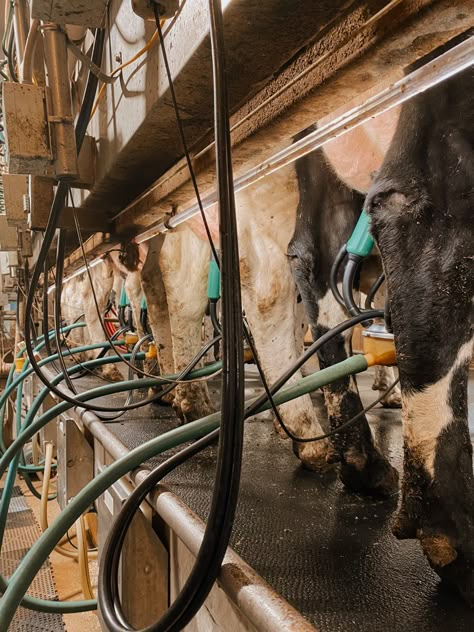 Milking Parlor, Milking Cows, Dairy Farm Aesthetic, Dairy Farm, Agriculture Aesthetic, Show Cow Aesthetic, Cows On A Farm, Cow Farm Aesthetic, Cow Milking Aesthetic