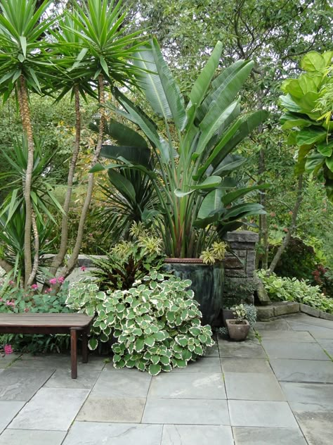 Cro-Asian Tropical Backyard Ideas, Cheap Landscaping, Tropical Landscape Design, Privacy Plants, Tropical Garden Design, Tropical Backyard, Backyard Plants, Backyard Garden Design, Garden Care