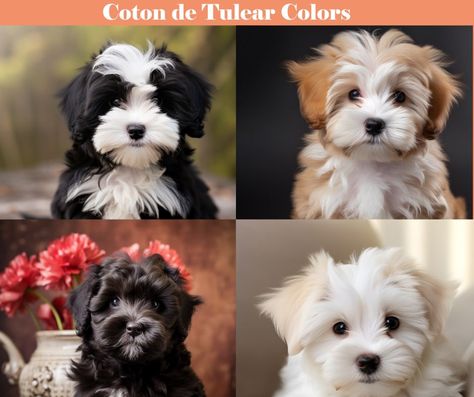 Unveiling the Mystery About Coton de Tulear Color Change Coton De Tulear Puppy, Coton De Tulear Dogs, Puppy Coats, Coton De Tulear, White Dogs, Tri Color, Adult Coloring, Color Change, Puppies