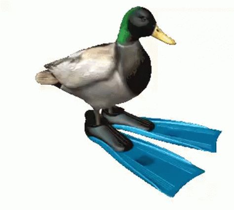 Duck Spin GIF - Duck Spin Flippers - Discover & Share GIFs Animated Gif, Gif, Blue