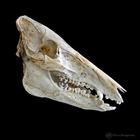 Skull wild boar Boar Skull, Animal Skeleton, Animal Skeletons, Vulture Culture, Wild Boar, Anatomy, Skeleton, Tattoo Ideas, Bones