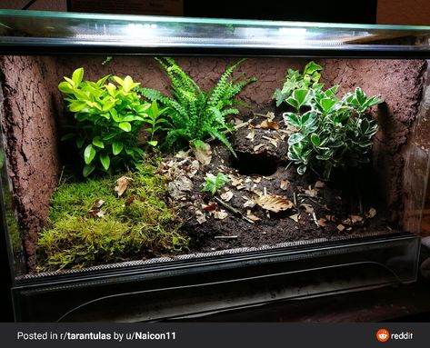 Terrestrial Tarantula Enclosure, Pac Man Frog Terrarium, Snail Vivarium, Pac Man Frog Enclosure, Pacman Frog Enclosure, Salamander Terrarium, Tarantula Terrarium, Tropical Vivarium, Diy Reptile Enclosure