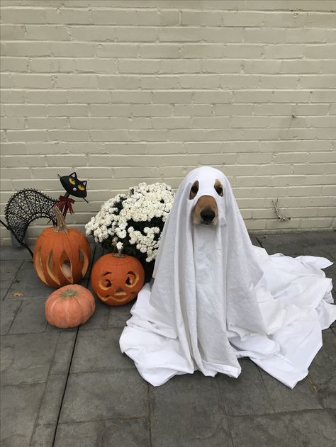 Cute Dog Halloween Costumes, Dog Halloween Outfits, Puppy Halloween Costumes, Halloween Dogs, Dog Trends, Preppy Dog, Netflix Horror, Horror Series, Halloween Suits