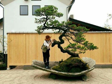 Bonsai Trees For Sale, Japanese Bonsai Tree, Ficus Bonsai, Bonsai Forest, Bonsai Tree Types, Japanese Garden Landscape, Zen Garden Design, Bonsai Styles, Japanese Bonsai