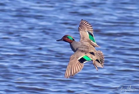 Duck Mounts, Waterfowl Taxidermy, Duck Mount, Duck Species, Teal Duck, Duck Stamp, Duck Pictures, Louisiana Usa, Green Wing