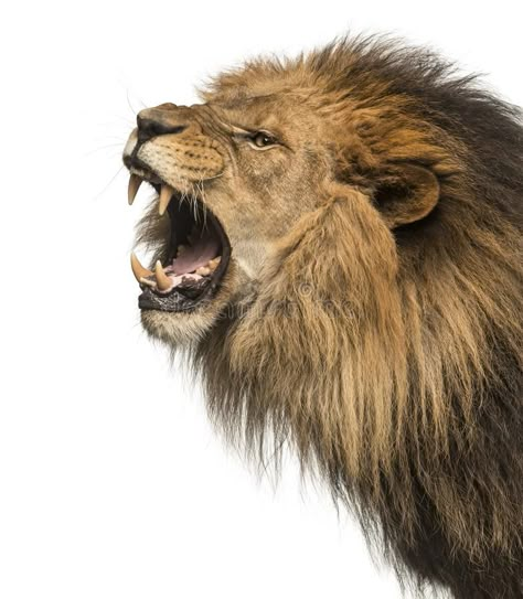 Lion Front View, Lion Side Profile, Roaring Lion Drawing, Lion Reference, Lion Profile, Dialogue Images, Lion Roaring, Lion Roar, Lion Sketch