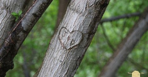 love, initials carved in tree, carved initials, carve, fine art photography, photography, nature photography, Carving Initials In Tree, Initials Carved In Tree, Tree Initials, Love Initials, Peace Poles, Peace Pole, Utah Mountains, Bridal Veil Falls, Provo Utah