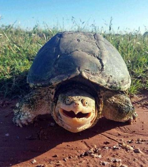 Photos That Say More Than Just a Thousand Words - I Can Has Cheezburger? Snapping Turtle, Funny Pictures With Captions, Reptiles And Amphibians, Try Not To Laugh, Sweet Animals, Animal Photo, Cats Dogs, Halloween Cat, Turtles