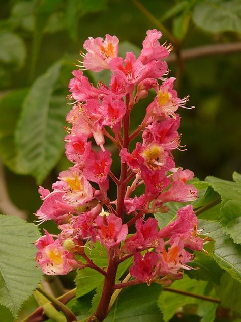 Plants To Attract Hummingbirds, Floral Therapy, Horse Chestnut Trees, Bach Flowers, Flower Remedies, Tree Id, Bach Flower Remedies, Flora Garden, Red Chestnut