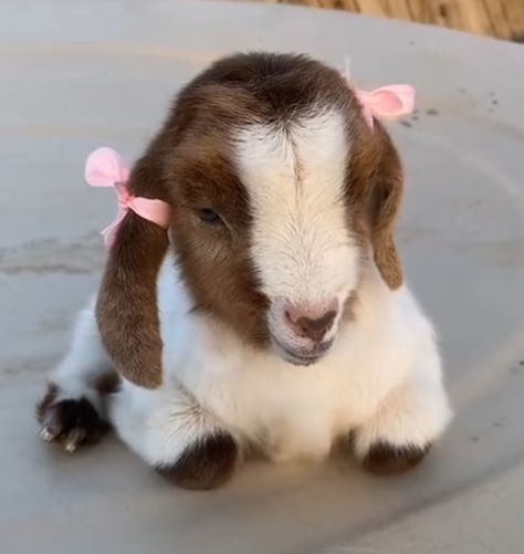 Goat Aesthetic, Goats Cute, Pet Sheep, White Goat, Cute Goat, Cute Lamb, Fluffy Cows, Baby Goat, Cute Goats