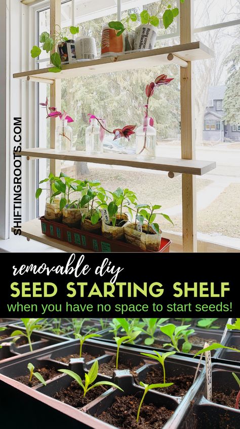 Wish you could seed start indoors, but don't have room for big shelves or grow lights?  If you have a south or west facing window, this removable DIY seed starting rack is the answer!  Build your own shelves according to your window's dimensions and easily remove the whole thing at the end of Spring!  Perfect for your homemade seed starting trays. #seedstarting #DIY Diy Seed Starting Tray, Big Shelves, Seed Starting Calendar, Greenhouse Tips, Seed Starting Containers, Build Your Own Shelves, Seed Starting Soil, Homestead Gardening, Veggie Gardens