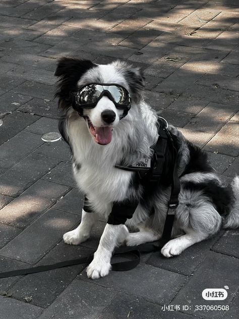 Border Collie Aesthetic, Collie Aesthetic, Nordic Tattoo, Pretty Dogs, Dog Gear, Silly Animals, Weird Animals, Australian Shepherd, Cute Little Animals