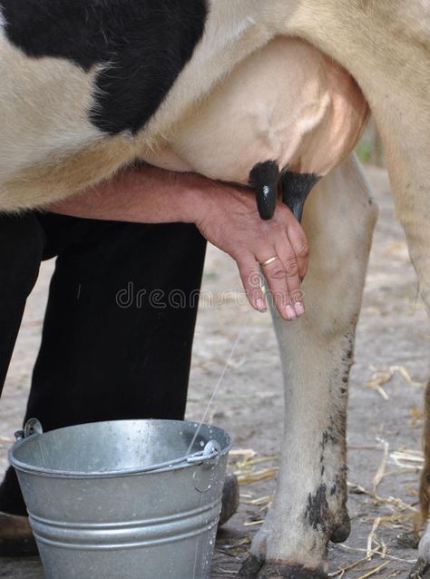 Milking cow. Milking a cow by hand , #sponsored, #Milking, #cow, #hand #ad Milking A Cow, Milking Cow, Cow Milking, Milking Cows, Business Icons Vector, Core Memories, Milk Cow, A Cow, Vector Icons