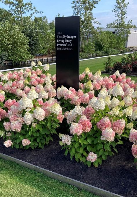 Hydrangea paniculata Living Pinky Promise® Flowering Bushes, Garden Remedies, Backyard Beekeeping, Growing Hydrangeas, Hydrangea Paniculata, Pinky Promise, Landscape Projects, Garden Planning, Geraniums