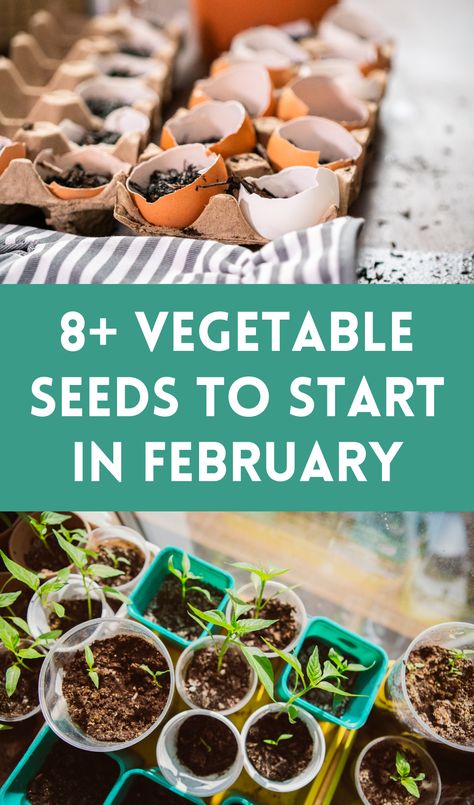 Get a head start on your gardening season with these 8+ vegetable seeds to start in February. From broccoli to lettuce, learn which seeds to plant for a bountiful harvest. Seeds To Start In February, Gardening Beds, Ant Control, Garden Paradise, Gardening Vegetables, Sprouting Seeds, Compost Tea, Starting Seeds Indoors, Gardening Hacks