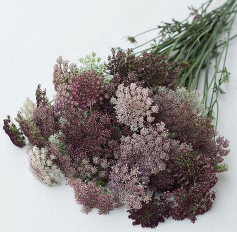 Chocolate Lace Flower, Silver Falls Dichondra, Chocolate Lace, Mount Clemens, Queen Anne's Lace Flowers, Fleurs Diy, Silver Falls, Daucus Carota, Seed Packaging