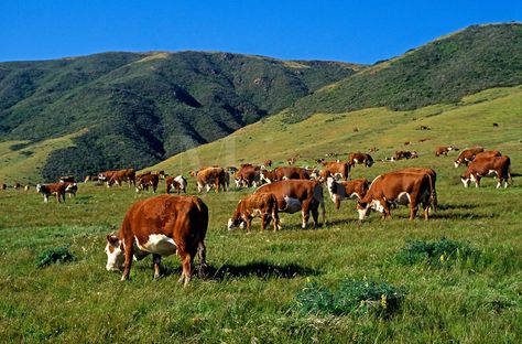 Hereford Cows and Calves Grazing by Hills Cows And Calves, Grazing Cow, Breeds Of Cows, Cows Grazing, Hereford Cows, Hereford Cattle, Blue Heeler Dogs, Farm Lifestyle, Cow Pictures