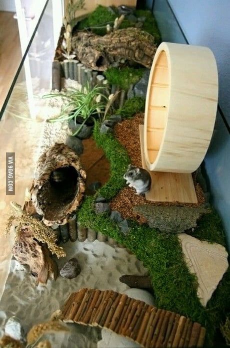 Hamster Paradise! Hamster Terrarium, Kandang Hamster, Hamster Diy Cage, Gerbil Cages, Mouse Cage, Cage Hamster, Hamster Diy, Hamster Life, Hamster Habitat