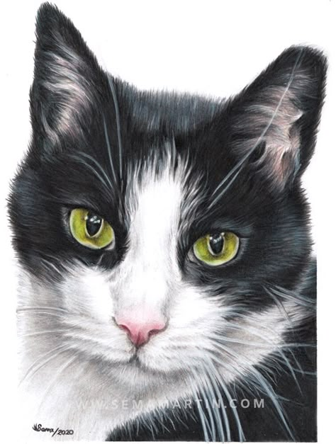 Black And White Cat Drawing, Black And White Cats, Cat Painting Portrait, Realistic Cat Painting, Cat Art Realistic, Draw Cats, Black And White Cat Painting Acrylic, Tuxedo Cat Art, Arte Hippy