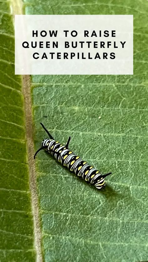 Raise Butterflies, Butterfly Things, Raising Monarch Butterflies, Queen Butterfly, Raising Butterflies, Butterfly Sanctuary, Monarch Caterpillar, Monarch Butterflies, Crossed Fingers