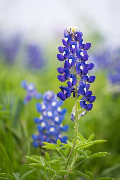 Bluebonnet Photo Texas Home Decor Wildflower Botanical - Etsy Bluebonnet Tattoo, Bluebonnet Flower, Texas Home Decor, Texas Bluebonnets, Wall Art Aesthetic, Texas Artist, Aesthetic Wall Art, Wall Art Nature, Bee On Flower