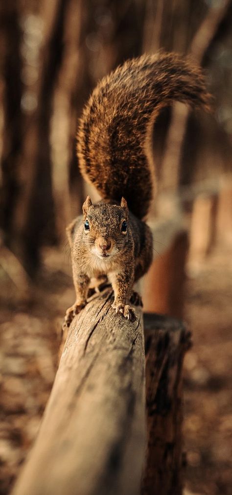 A cute squirrel on the move. Squirrel Pictures, Wild Animal Wallpaper, Cute Squirrel, A Squirrel, Woodland Creatures, Animal Wallpaper, Animal Planet, Animal Photo, Wildlife Photography