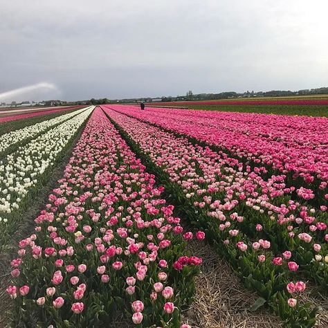 Tulip Fields Netherlands, Monika Luniak, Farm Date, Field Of Tulips, Tulips Garden, Tulip Fields, Cloud Wallpaper, Country Farm, Flower Farm