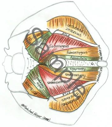 Total Pelvic Health Pelvic Diaphragm, Physiotherapy Student, Pelvic Health, Pelvic Organ Prolapse, Prenatal Massage, Anatomy Models, Muscle Anatomy, Visual Aid, Medical Anatomy