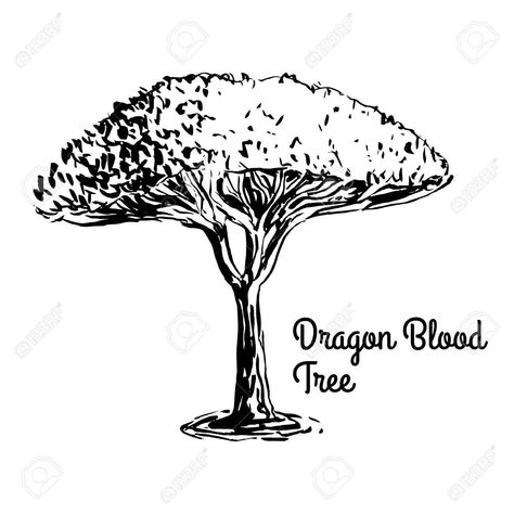 Tree Vector Illustration, Dragon Blood Tree, Dragon Tree, Tree Vector, Acacia Tree, Background Drawing, Vector Sketch, Vintage Tree, Black Silhouette