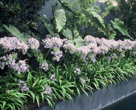 Landscape Small Garden, Garden Ideas South Africa, Agapanthus Garden, House Front Garden, Front Garden Design Ideas, White Agapanthus, Agapanthus Plant, Hampton Garden, Australian Garden Design