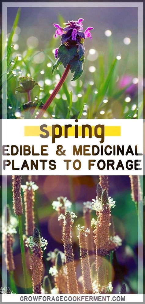 What to Forage in Spring: Spring Foraging Edible Plants - There are so many wild weeds you can eat! Here are 20+ wild edible herbs, flowers, and mushrooms to add to your spring foraging list! If you're new to wilderness survival skills or looking for a guide to foraging for beginners, you're going to love all of these common wild greens you can eat (more than foraging dandelion greens!). Plus wild mushroom hunting tips and identification. foraging for beginners | what to forage in the spring Foraging For Beginners, Spring Foraging, Medicinal Foods, Flowers Recipes, Foraging Guide, Health Tricks, Medicinal Wild Plants, Flowers And Mushrooms, Dandelion Greens