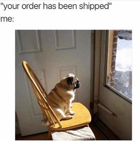 Waiting for delivery Animal Funnies, Memes Of The Day, Funny Dog Memes, Memes Sarcastic, Seriously Funny, Relatable Posts, Totally Me, Memes Br, Funny Animal Memes