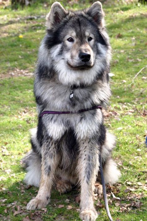 Native American Indian Dog, American Indian Dog, Pretty Dogs, Snow Dogs, Wolf Dog, Beautiful Dogs, Big Dogs, 귀여운 동물, Dog Pictures