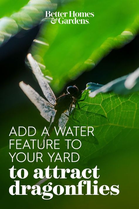 Dragonfly Habitat, How To Help Bees, Dragonfly Facts, Attract Dragonflies, Diy Ponds Backyard, Best Mosquito Repellent, Small Water Gardens, Damselflies, Garden Insects