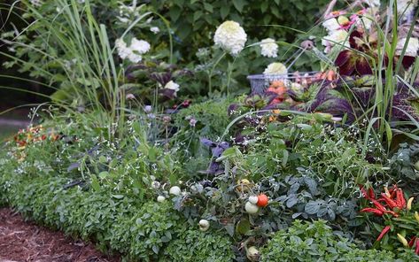 Backyard Nursery, Planting Garlic, Edible Landscape, Onion Bulbs, Edible Gardening, Vegetable Bed, Dream Farm, Edible Landscaping, Farmhouse Garden