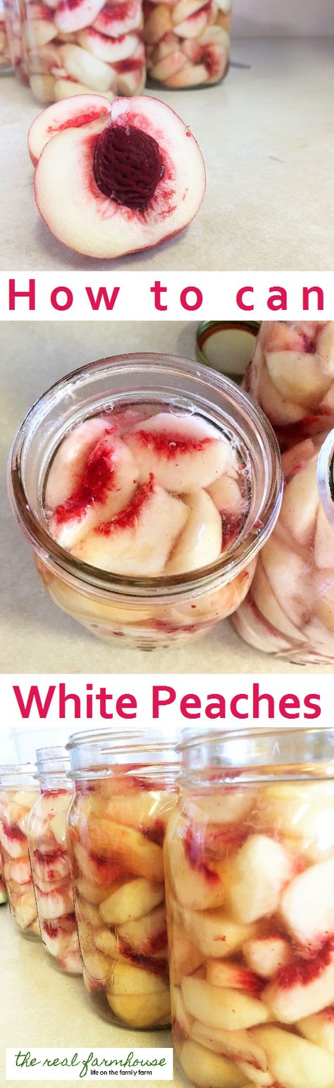 So beautiful and so delicious! How to can white peaches How To Can White Peaches, White Peach Canning Recipes, White Peaches Recipes, Canning White Peaches, Different Ways To Can Peaches, How To Make Peach Preserves, Peach Jams, White Peach Recipes, Preserving Peaches Canning Recipes