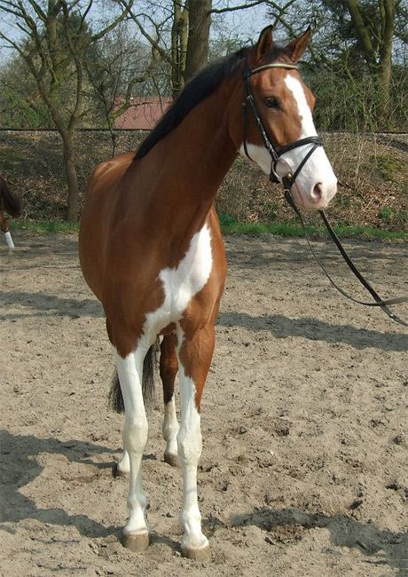 Would love a horse with these markings ;-) Horse Markings, Pinto Horse, Horse Boarding, Most Beautiful Horses, Most Beautiful Animals, All The Pretty Horses, Horse Crazy, Cute Horses, Horse Life