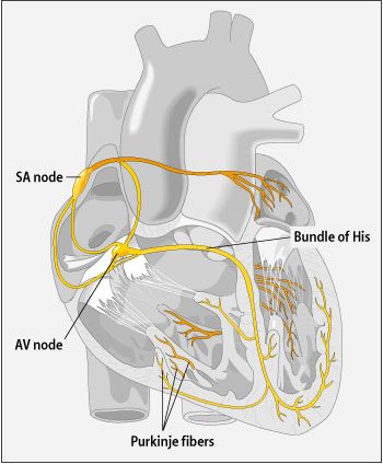 Heart Stent, Cath Lab Nursing, Types Of Heart, Ekg Interpretation, Medical Memes, Road Blocks, Human Body Facts, Medicine Notes, Basic Anatomy And Physiology