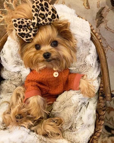 Teacup Yorkie Puppy, Cute Small Dogs, Dog Mommy, Yorkie Terrier, Yorkie Lovers, Cute Dog Photos, Dogs Cute, Really Cute Dogs, Cute Dog Pictures