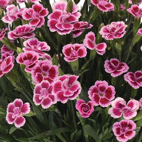 Kirkwood Missouri, Pink Kisses, Pink Dianthus, Windowsill Plants, Dianthus Flowers, Gardens Ideas, Green Zone, Kiss Pink, Garden Inspo