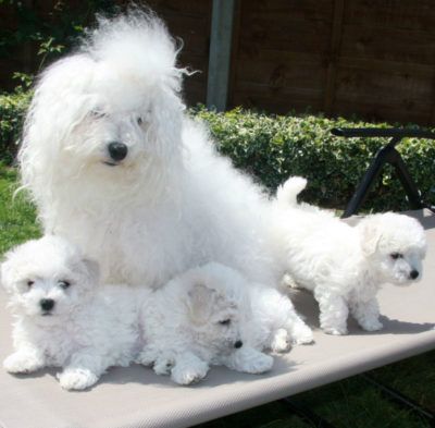 Bichon Bolognese, Bolognese Dog, Dog Breeds Pictures, Every Dog Breed, Dog Club, Dog Smells, Coton De Tulear, White Dogs, Out And About