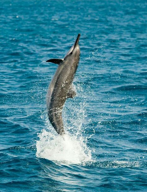 Turtle Photos, Spinner Dolphin, Wild Dolphins, Water Planet, Dolphin Images, Dolphin Watching, Dolphin Photos, Interesting Creatures, Animal Heart