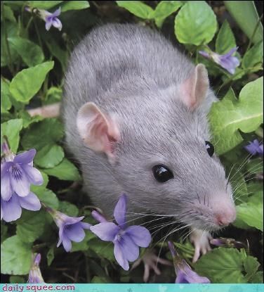 Dumbo Rat, Fancy Rat, Rodent Control, Flea Prevention, Cute Rats, Mouse Rat, Pet Rats, Rodents, Cuteness Overload