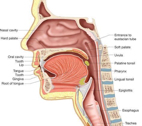 mouth structure pharynx Lingual Tonsils, Throat Anatomy, Mouth Anatomy, Anatomy Organs, Human Mouth, Anatomy Bones, Head Anatomy, Soft Palate, Surgical Technologist