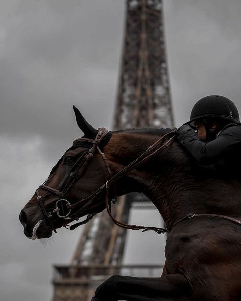 Showjumping Aesthetic, Showjumping Horse, Horse Photography Poses, Horse Riding Aesthetic, Show Jumping Horses, Equestrian Aesthetic, Horse Inspiration, Horse Wallpaper, Horse Aesthetic