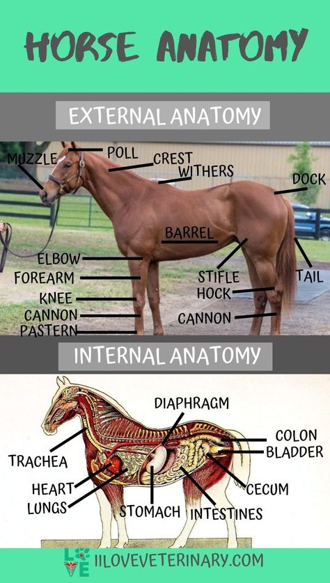 Horse Anatomy | I Love Veterinary - Blog for Veterinarians, Vet Techs, Students Horse Anatomy Reference, Veterinary Anatomy, Horse Hacks, George Morris, Equine Veterinary, Equine Care, Horse Lessons, Horse Information, Healthy Horses