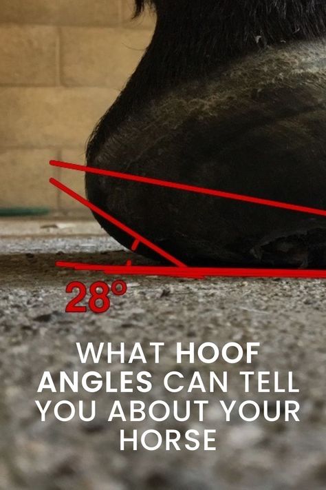 horse hoof angles and what they can mean Equine Bodywork, Draft Mule, Horse Bones, Horse Nutrition, Horse Barn Ideas Stables, Horse Hoof, Horse Care Tips, Horse Facts, Hoof Care