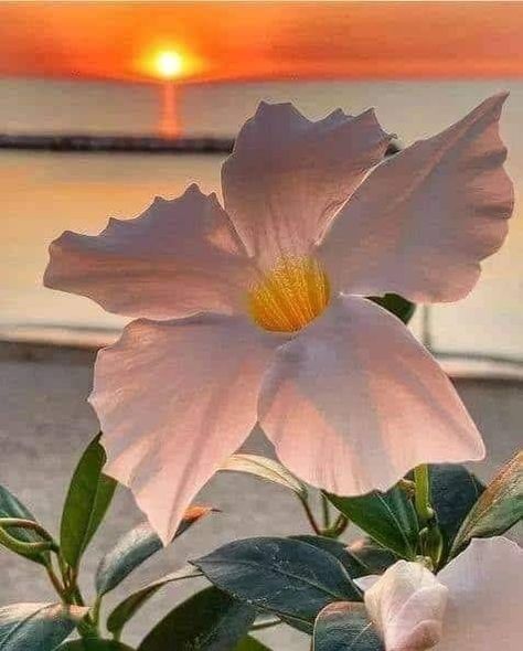 💞cellya 💞 on Twitter: "Good evening 🌜💫🌜… " Evening Flowers, Beach Flowers, Beautiful Pink Flowers, Beautiful Sunrise, Morning Flowers, Good Morning Flowers, Tropical Vibes, Flowers Nature, Flower Pictures