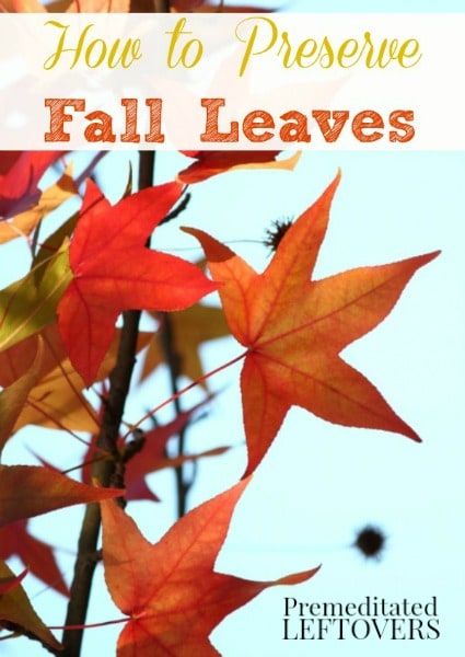 How to Preserve Fall Leaves with Glycerin - A tutorial for preserving fall leaves color. After you preserve fall leaves you can use them for crafts. Preserving Fall Leaves, Preserve Fall Leaves, Autumn Leaf Color, Autumn Activities For Kids, Leaf Crafts, Autumn Crafts, Fall Halloween Decor, Happy Fall Y'all, Seasonal Crafts