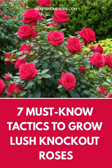 Learn how to grow knockout roses from cuttings with our easy step-by-step guide. Propagating roses is a rewarding way to expand your garden without buying new plants. Follow our tips and soon you'll be enjoying beautiful blooms in your garden grown straight from cuttings. Whether you're a beginner or experienced gardener, this method is perfect for anyone looking to increase their rose collection without spending a fortune. Save money and have fun by creating more knockout roses through propagat How To Grow Rose Bushes, Rose Growing Tips, How To Propagate Roses, How To Grow Roses, Caring For Roses, Rose Plant, Knock Out Roses Landscape Ideas, How To Care For Roses Bushes, Knock Out Roses